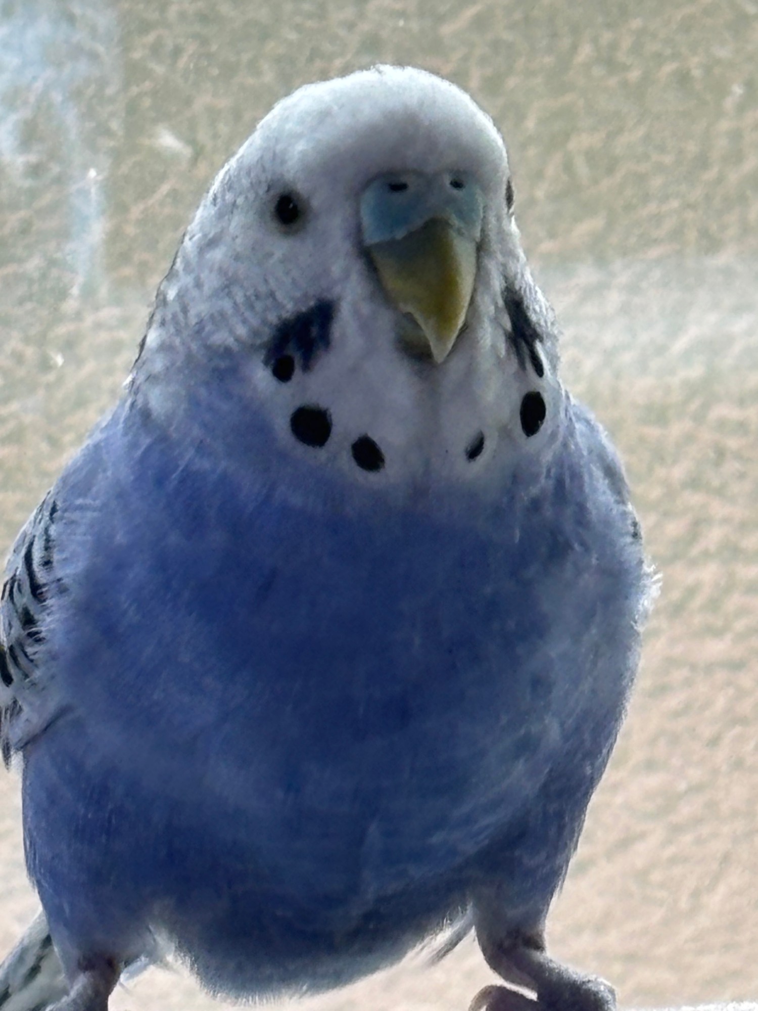 正面を向く青いインコ
