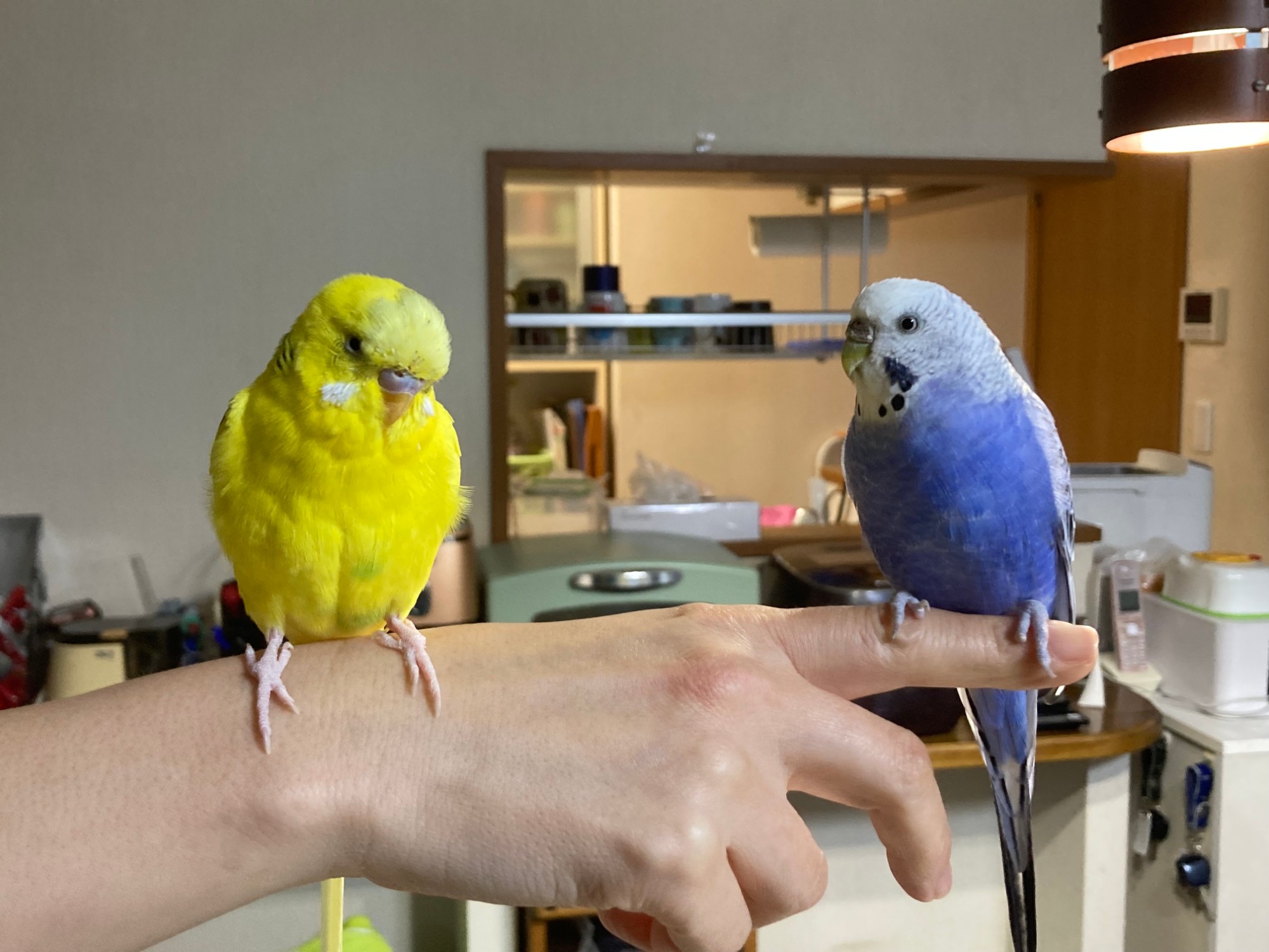 手の上に並んでとまる黄色と青のセキセイインコ