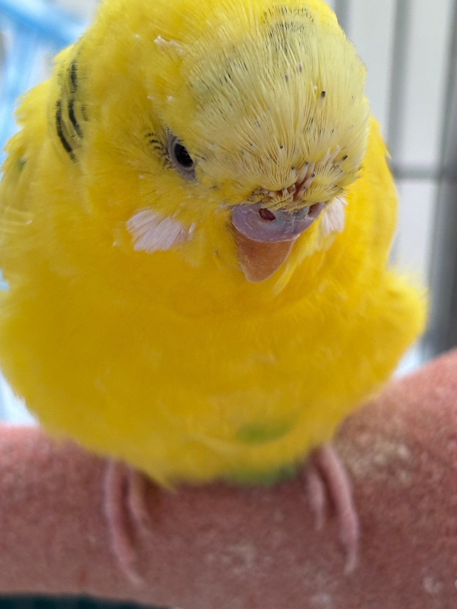 まんまるな黄色いインコ