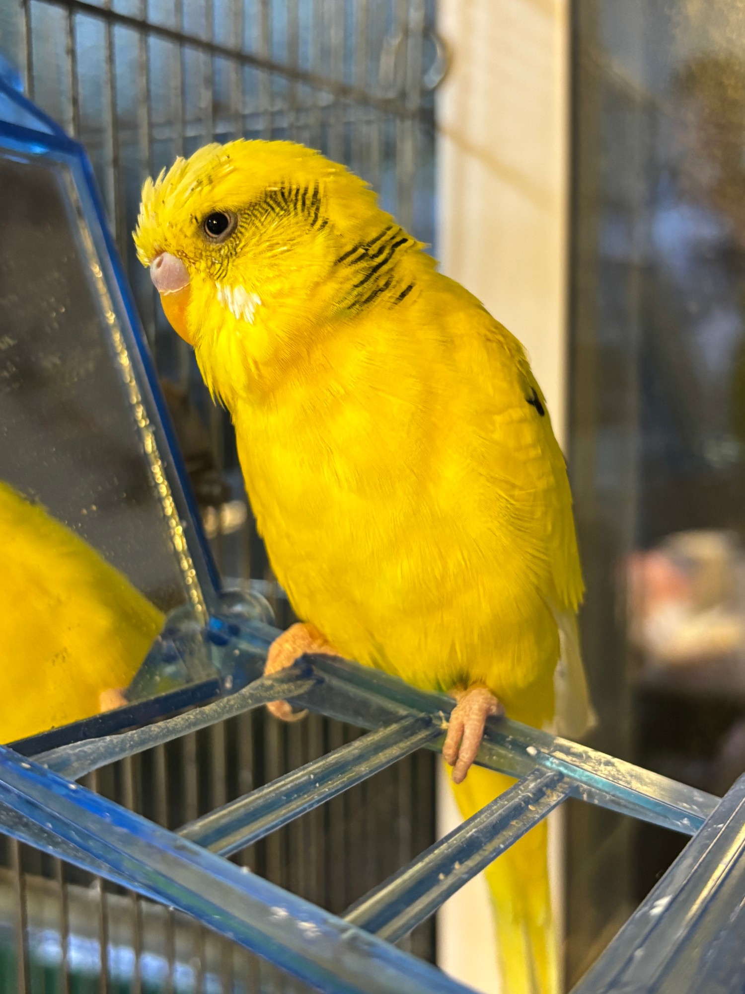 止まり木でくつろぐ黄色いインコ